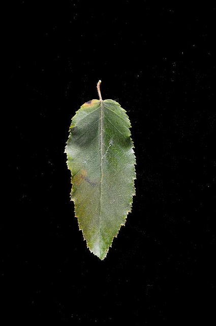 Carpinus caroliniana