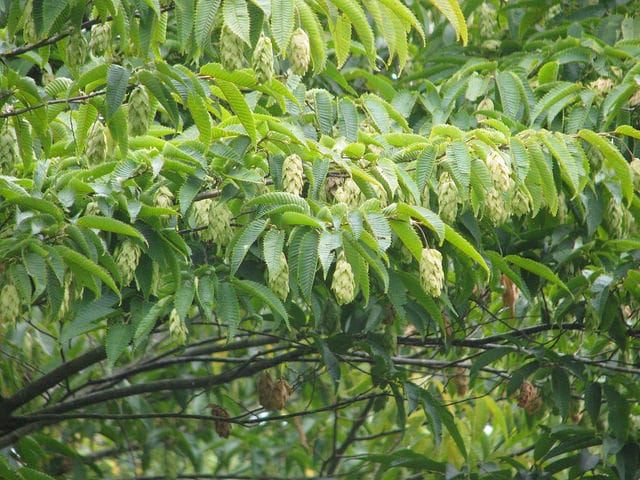 Carpinus japonica