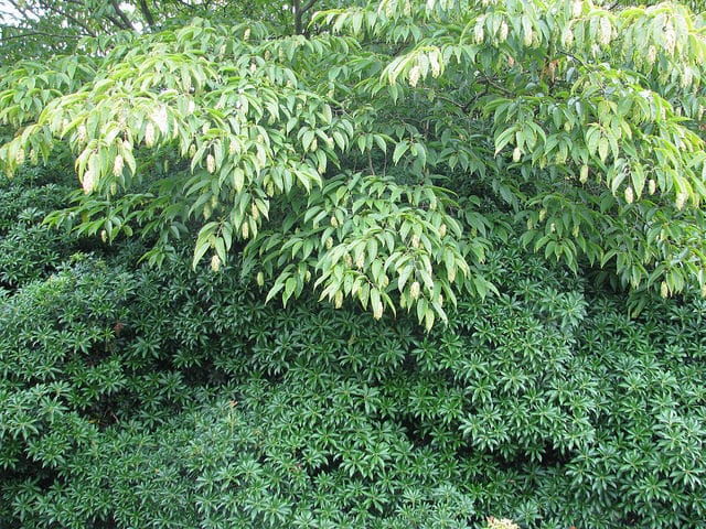 Carpinus japonica