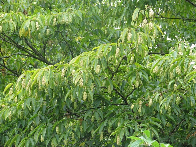 Carpinus japonica