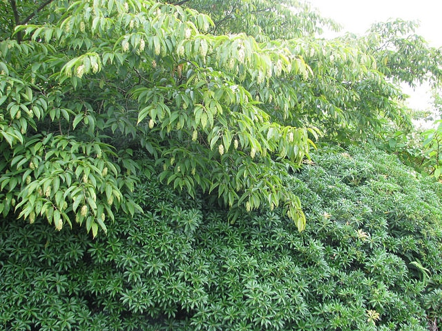 Carpinus japonica