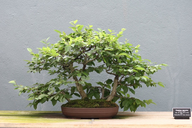 Carpinus japonica