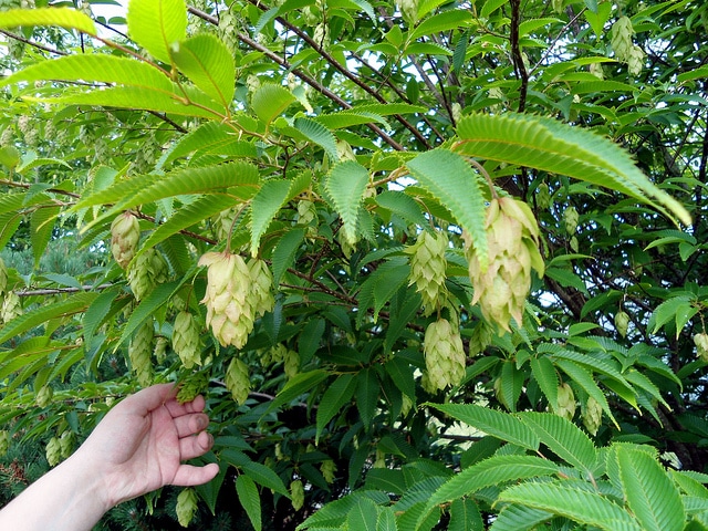 Carpinus japonica (Carpinus japonica)