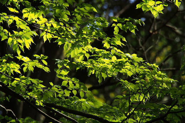 Carpinus laxiflora (Carpinus laxiflora)