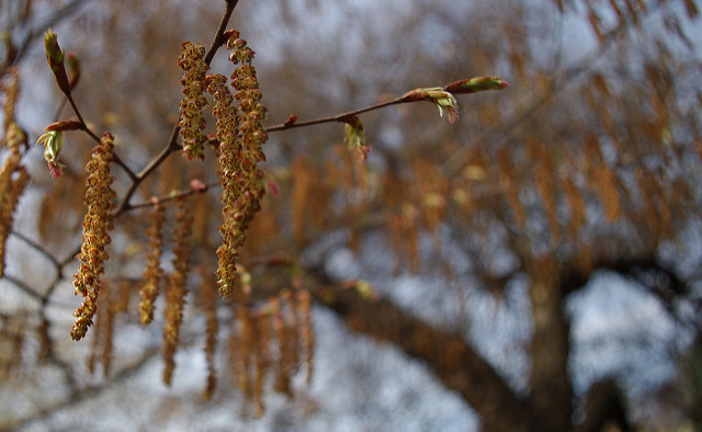 Carpinus laxiflora