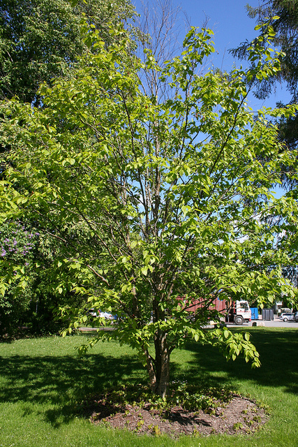Carpinus laxiflora
