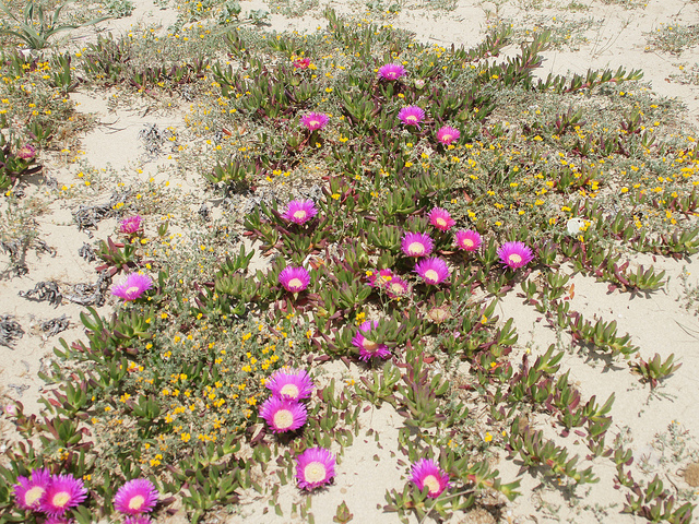 Doigt-de-sorcière (Carpobrotus acinaciformis)