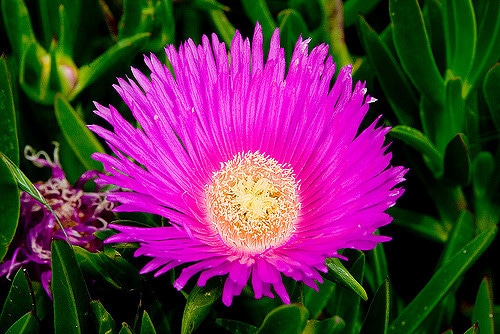 Carpobrotus chilensis