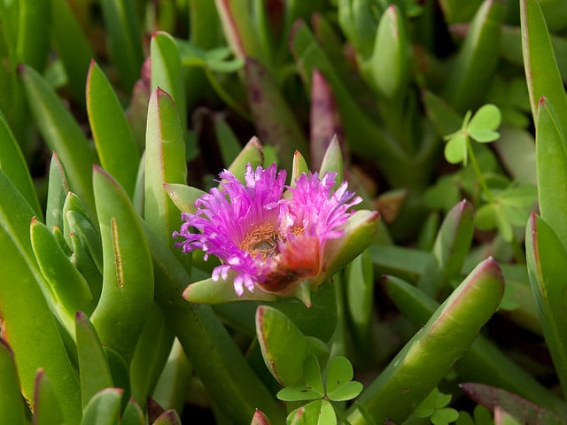 Carpobrotus chilensis