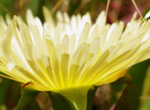 Carpobrotus chilensis