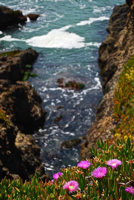 Carpobrotus chilensis