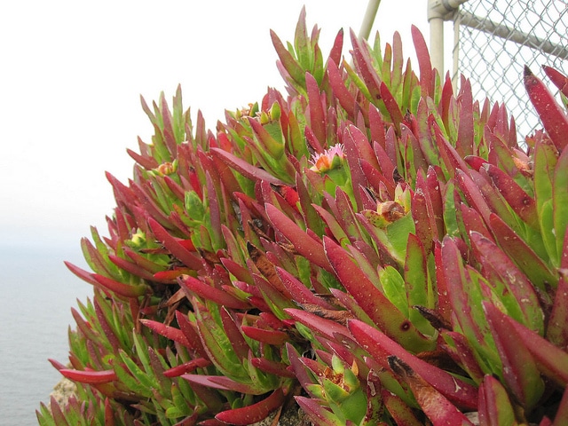 Carpobrotus chilensis (Carpobrotus chilensis)