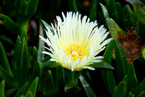 Griffe de sorcière (Carpobrotus edulis)