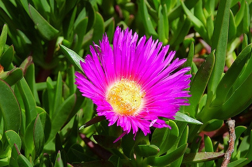 Carpobrotus modestus