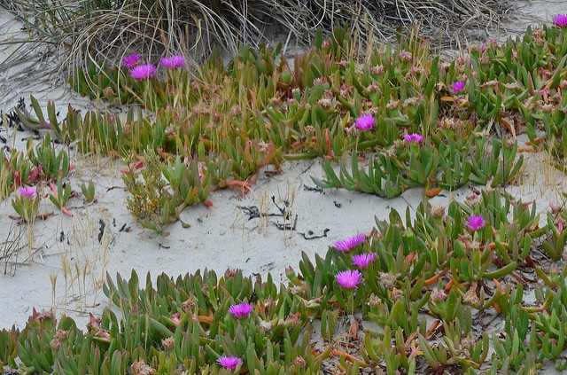 Carpobrotus rossii