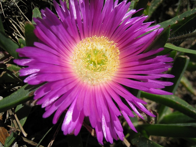 Carpobrotus rossii