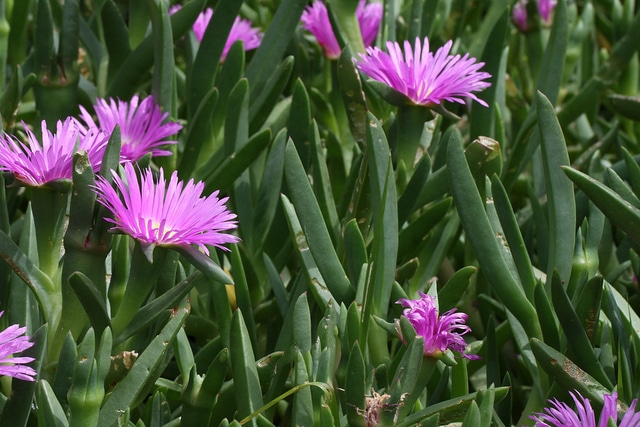 Carpobrotus rossii