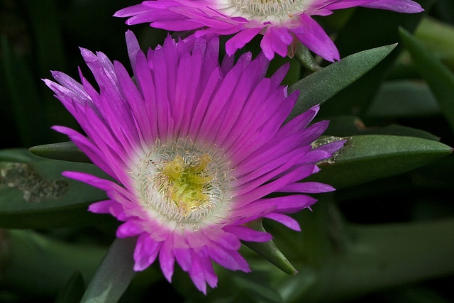 Carpobrotus rossii