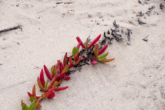 Carpobrotus rossii