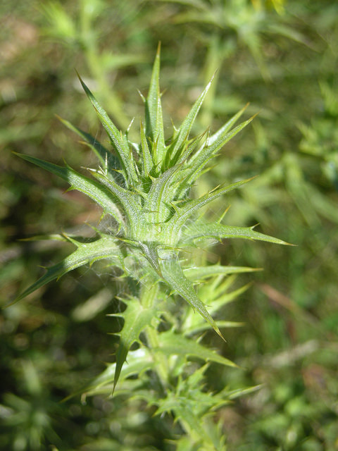 Carthame laineux (Carthamus lanatus)