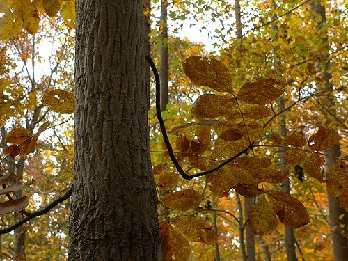 Noyer blanc (Carya alba)