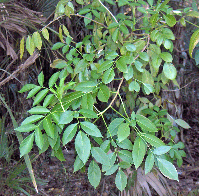Carya floridana (Carya floridana)