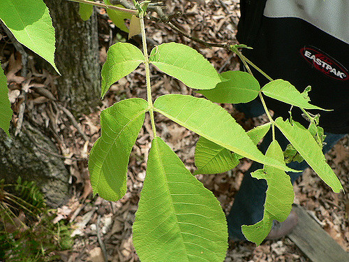 Caryer des pourceaux (Carya glabra)
