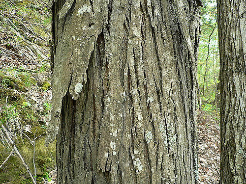 Caryer ovale (Carya ovata)