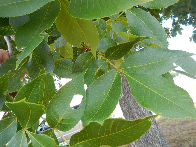 Carya texana (Carya texana)