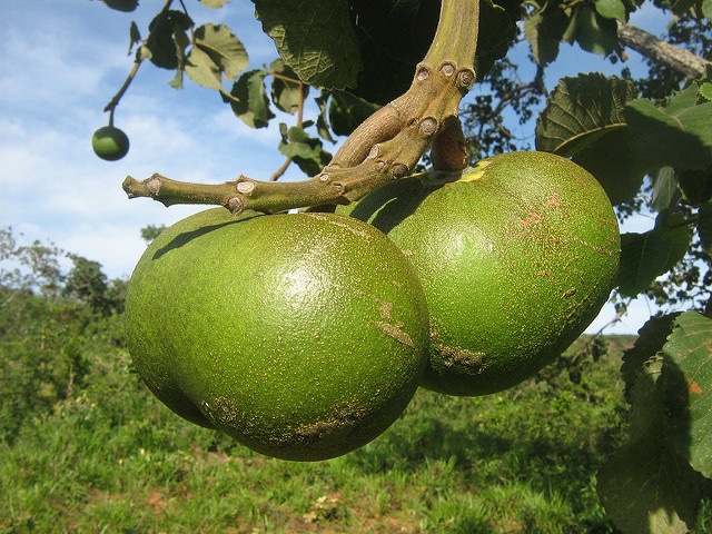 Péqui