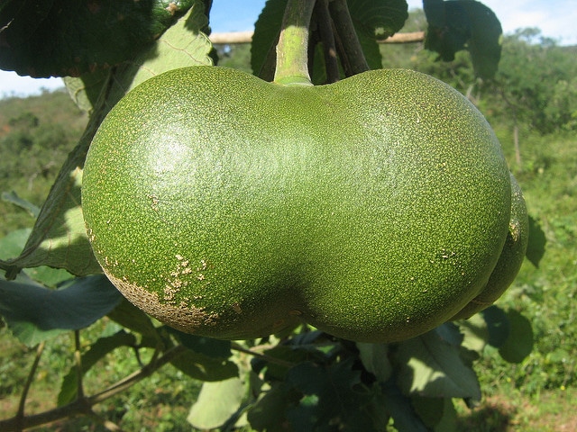 Péqui