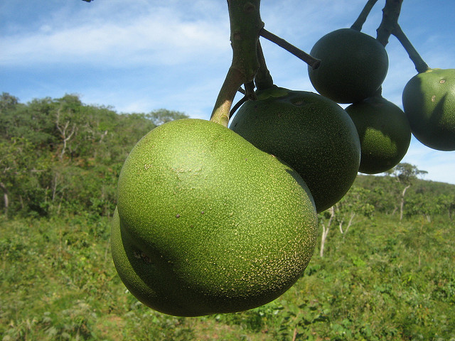 Péqui