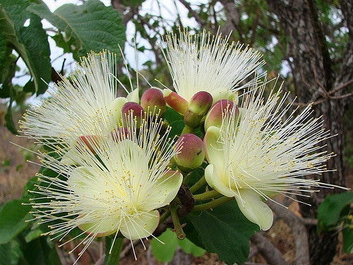 Péqui (Caryocar brasiliense)