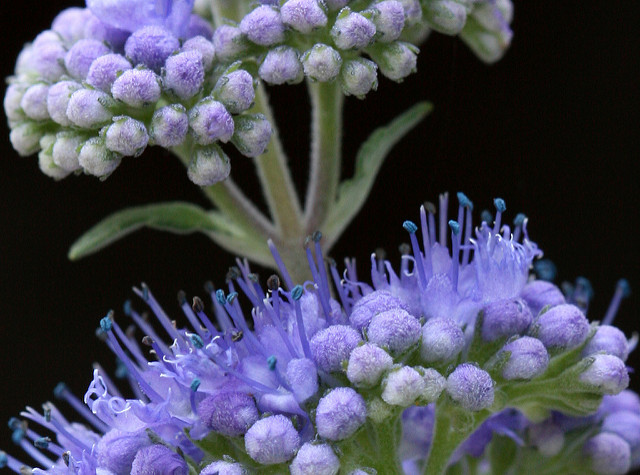 Barbe-bleue grisonnante (Caryopteris incana)