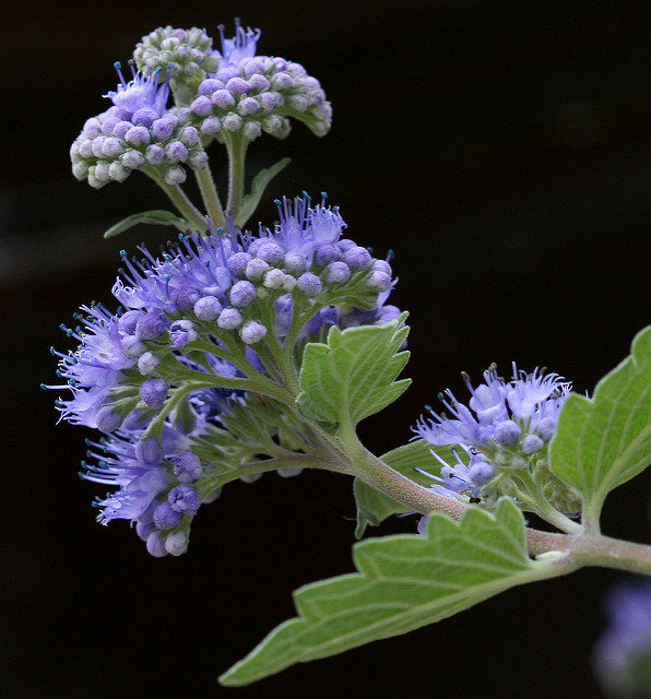 Barbe-bleue grisonnante