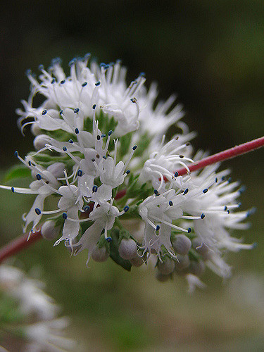Barbe-bleue grisonnante