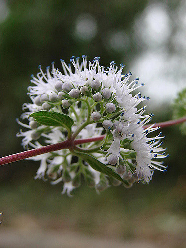 Barbe-bleue grisonnante