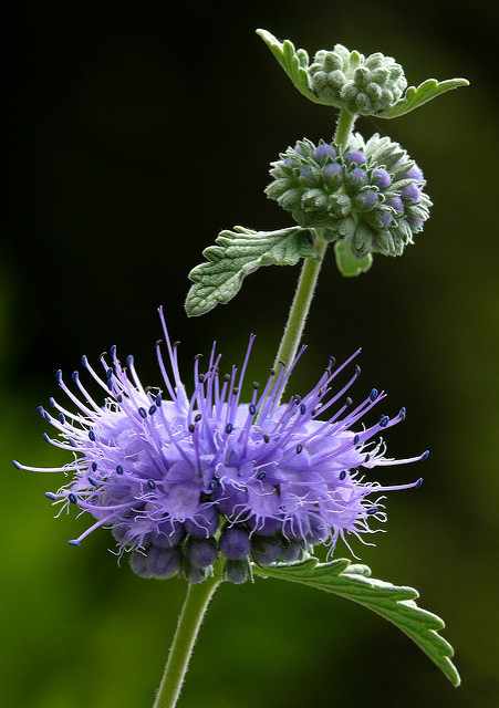 Barbe-bleue grisonnante