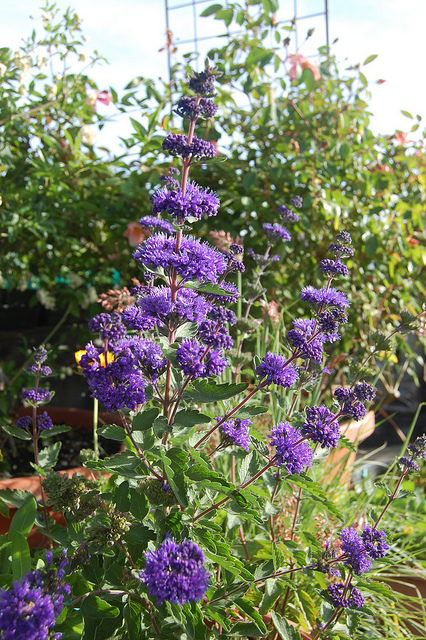 Barbe-bleue grisonnante