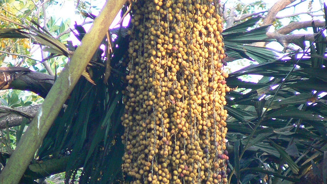 Caryota maxima