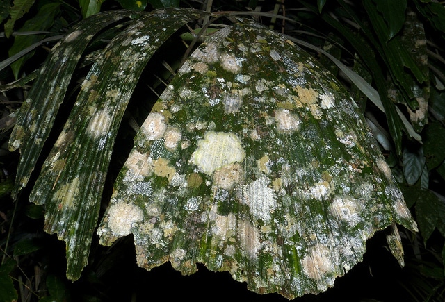 Caryota maxima