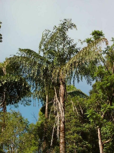 Caryota maxima