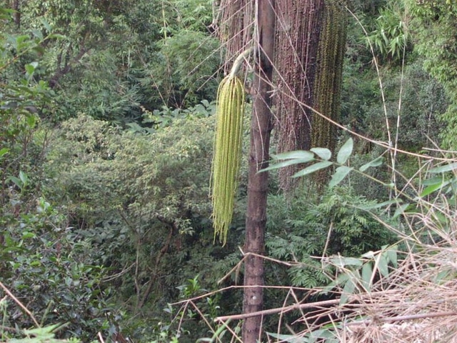 Caryota maxima (Caryota maxima)