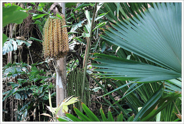 Caryota