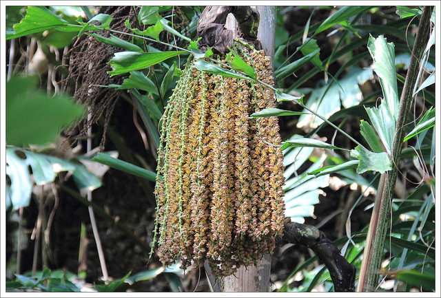 Caryota