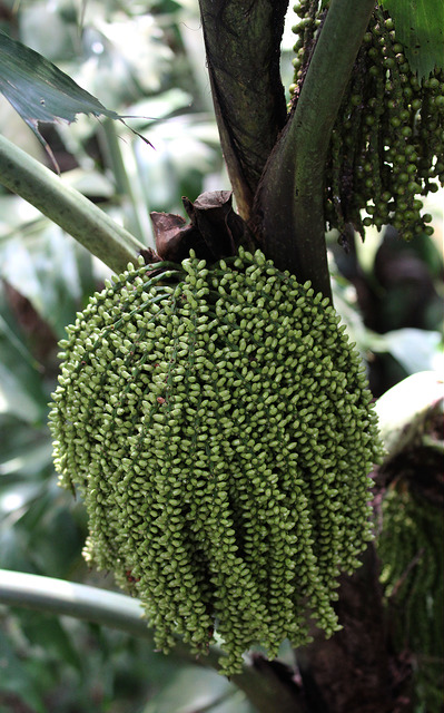 Caryota