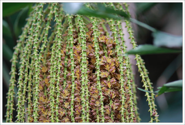 Caryota