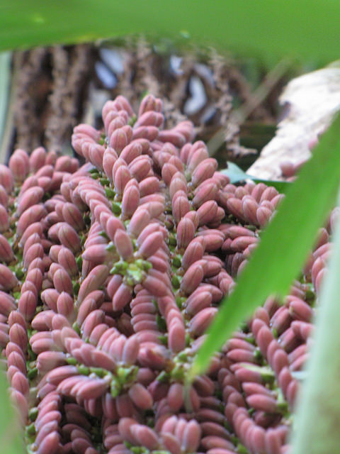Caryota
