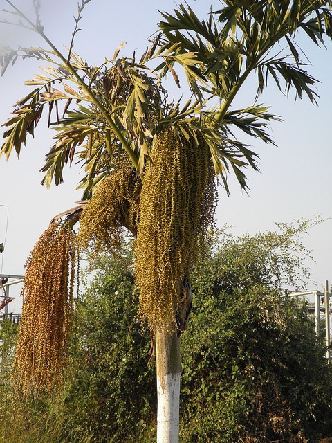 Palmier queue de poisson (Caryota urens)