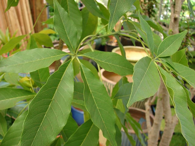 Sapote blanche